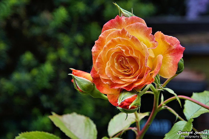 Bernhard Saalfeld - Gartenrose 2024 (6v9)